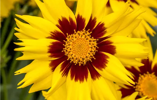 Coreopsis grandiflora 'Sunkiss'