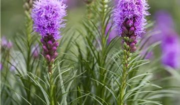 Ährige Prachtscharte 'Kobold' Ährige Prachtscharte 'Kobold'