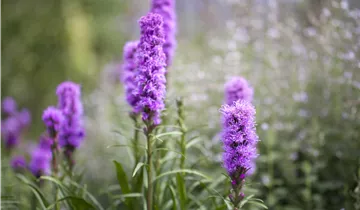 Ährige Prachtscharte 'Kobold' Ährige Prachtscharte 'Kobold'