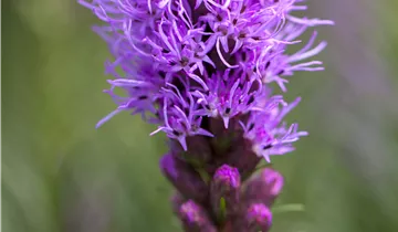 Ährige Prachtscharte 'Kobold' Ährige Prachtscharte 'Kobold'