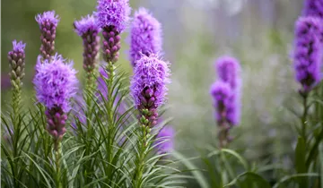 Ährige Prachtscharte 'Kobold' Ährige Prachtscharte 'Kobold'