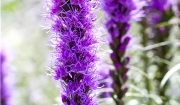 Ährige Prachtscharte 'Kobold' Ährige Prachtscharte 'Kobold'