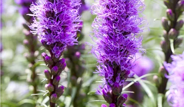 Ährige Prachtscharte 'Kobold' Ährige Prachtscharte 'Kobold'