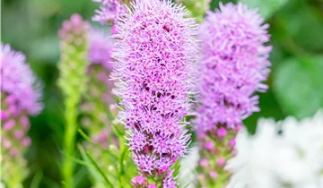 Ährige Prachtscharte 'Kobold' Ährige Prachtscharte 'Kobold'