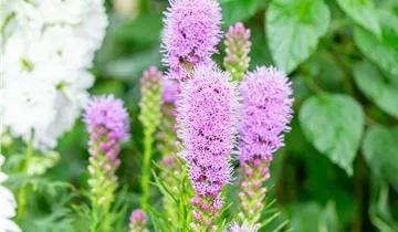 Ährige Prachtscharte 'Kobold' Ährige Prachtscharte 'Kobold'