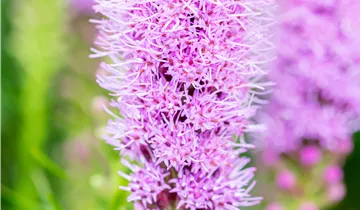 Ährige Prachtscharte 'Kobold' Ährige Prachtscharte 'Kobold'