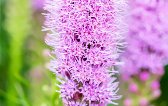 Liatris spicata 'Kobold'