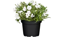 Phlox vivace 'White Delight'