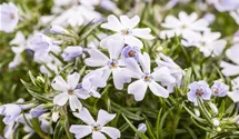 Phlox vivace 'White Delight'