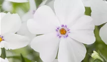 Phlox vivace 'White Delight'