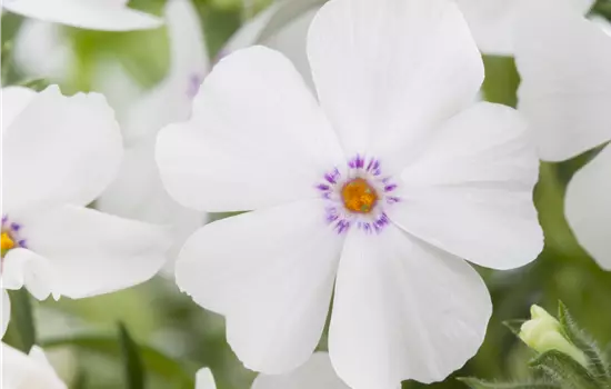 Phlox subulata 'White Delight'