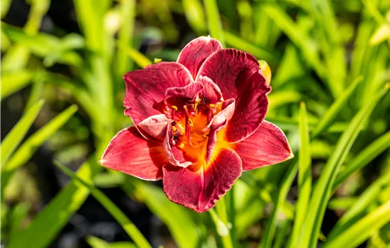 Hemerocallis 'Burgundy Love'