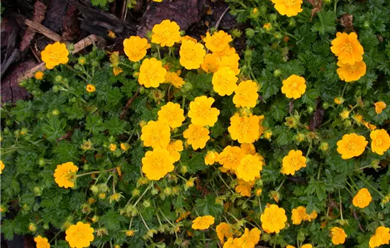 Potentilla neumanniana