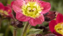 Saxifrage d'Arends
