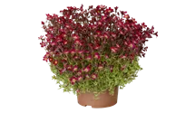 Saxifrage d'Arends