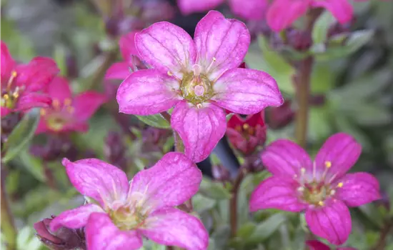 Saxifraga arendsii 'Touran Neon Rose'
