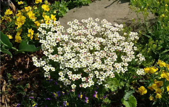 Saxifraga arendsii 'White Star'