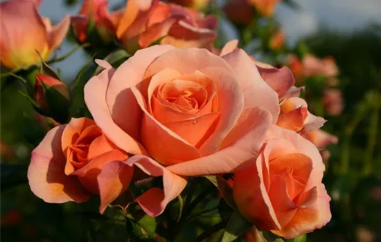 Aprikola ® Aprikola ®