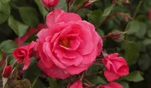 Rosiers couvre-sol 'Bad Birnbach'