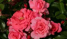 Rosiers couvre-sol 'Bad Birnbach'