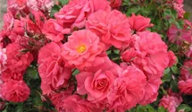 Rosiers couvre-sol 'Bad Birnbach'