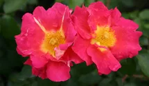 Kletterrose 'Bajazzo'