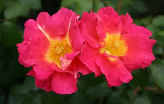 Bajazzo ® Bajazzo ®