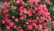 Kletterrose 'Bajazzo'