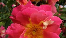 Kletterrose 'Bajazzo'
