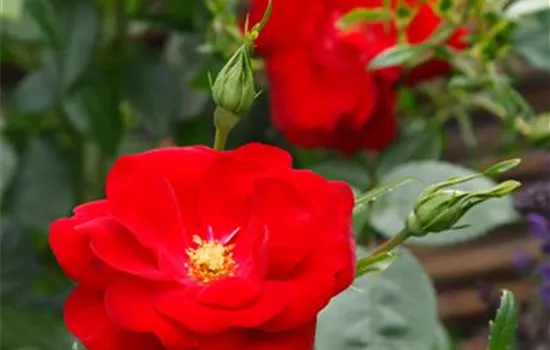 Cayenne ® Cayenne ®