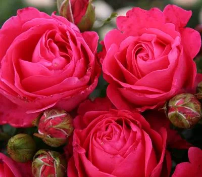 Cherry Lady ® Cherry Lady ®