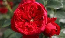 Kletterrose 'Florentina'