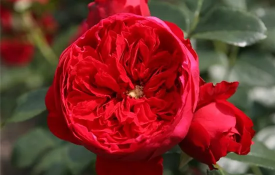 Florentina ® Florentina ®