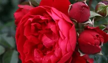 Kletterrose 'Florentina'