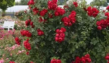 Kletterrose 'Florentina'