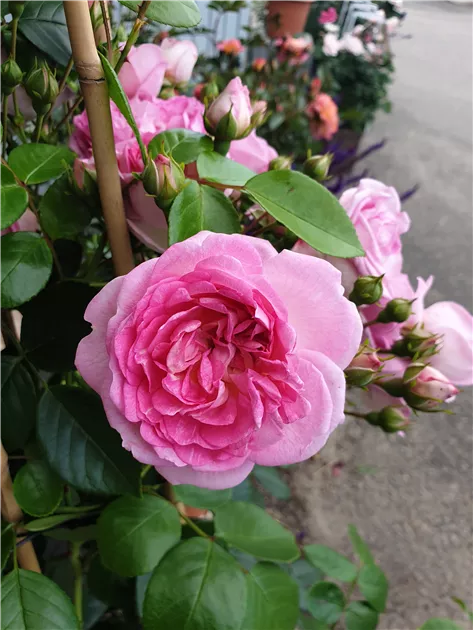 Kletterrose 'Jasmina'