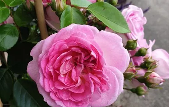 Jasmina ® Jasmina ®