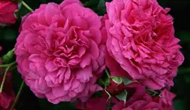 Kletterrose 'Laguna'