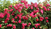 Kletterrose 'Laguna'