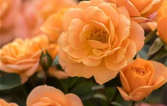 Apricot Clementine ® Apricot Clementine ®