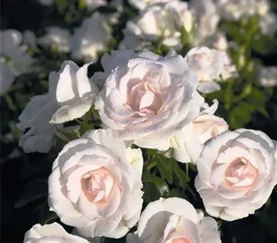 Aspirin Rose ® Aspirin Rose ®