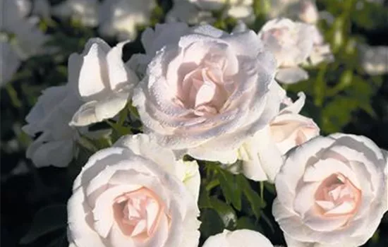 Aspirin Rose ® Aspirin Rose ®