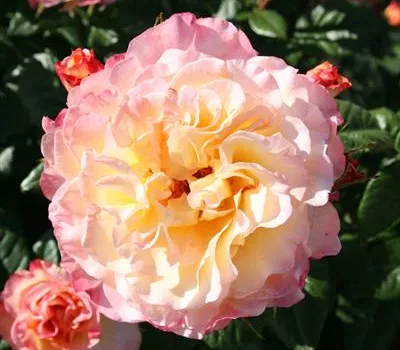 Augusta Luise ® Augusta Luise ®