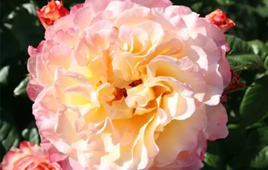 Augusta Luise ® Augusta Luise ®