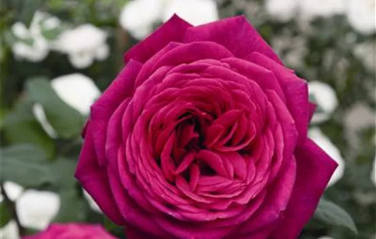 Goethe-Rose ® Goethe-Rose ®