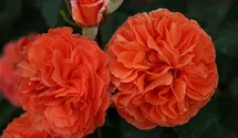 Rosiers à massifs 'Orangerie '