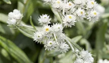 Immortelle de l'Himalaya