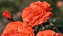 Rosiers à massifs 'Orangerie '