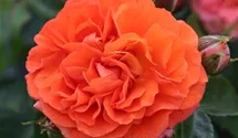 Rosiers à massifs 'Orangerie '