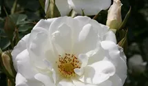 Rosier tige 90cm 'Schneewittchen'®
